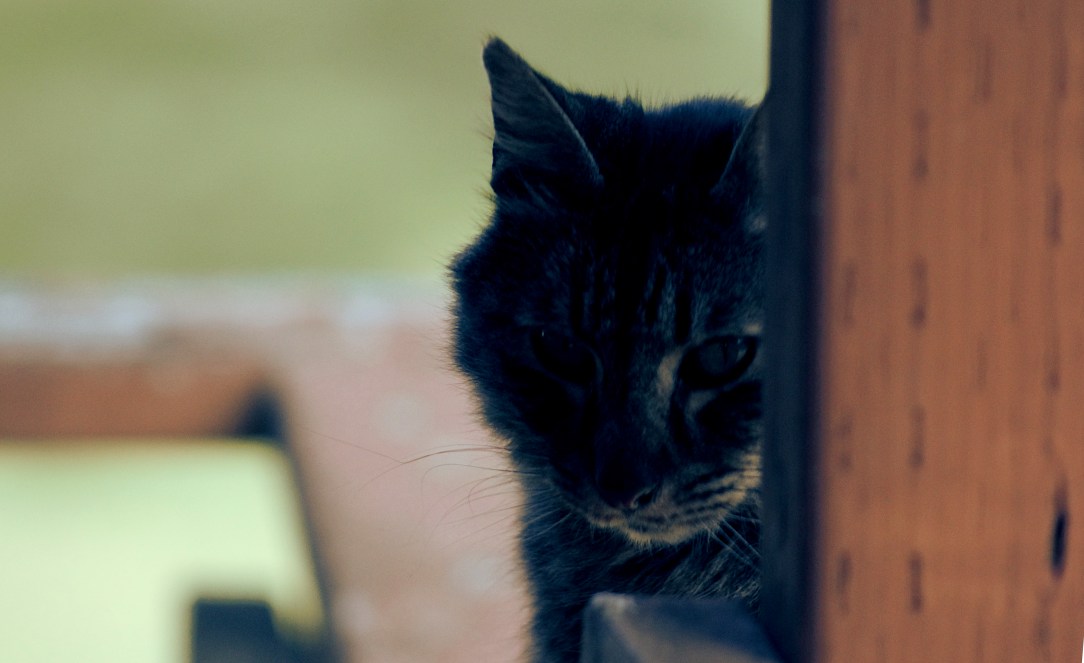 Mickey the cat peeking