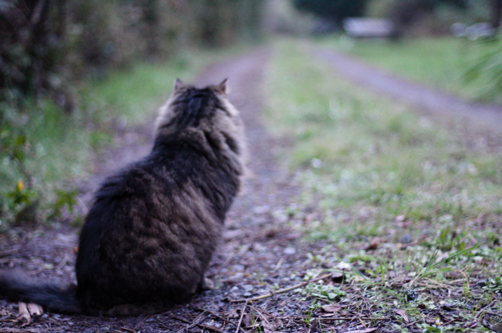 A prince among&nbsp;cats
